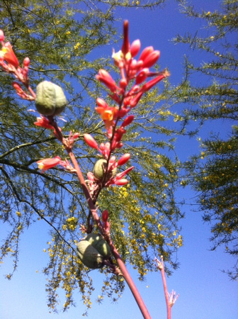 Red Yucca and Palo Verde (Fawzia Mai Tung)