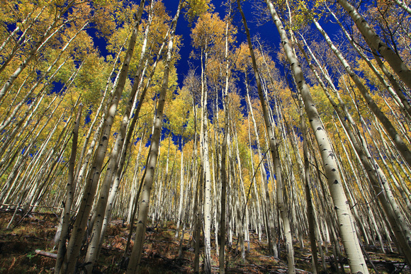 Honorable Mention: 碧雲天 黃葉舞秋風Mountain Escudilla (October White Aspen) (頼永發 Arthur Lai)